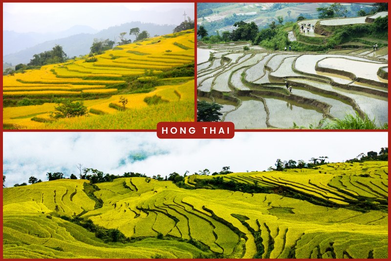 Hong Thai Terraced fields in Vietnam